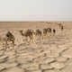 Men walk with their camels through the Danakil Depression